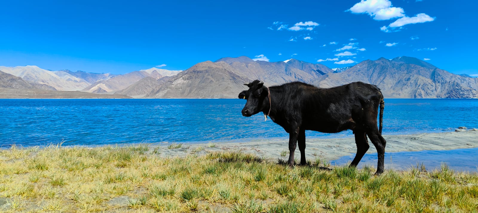 Ladakh mountain landscape